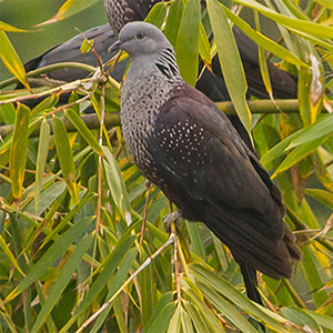 Speckled Wood-Pigeon